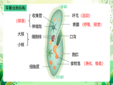 沪教版生物八下4.2.2《无脊椎动物+（一）原生、腔肠动物》课件