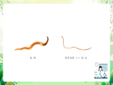 沪教版生物八下4.2.2《无脊椎动物（三）+环节动物、软体动物》课件