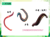 沪教版生物八下4.2.2《无脊椎动物（三）+环节动物、软体动物》课件
