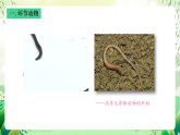 沪教版生物八下4.2.2《无脊椎动物（三）+环节动物、软体动物》课件