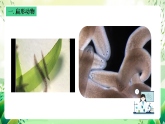 沪教版生物八下4.2.2《无脊椎动物（二） 扁形动物、线虫动物》课件
