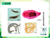 沪教版生物八下4.2.2《无脊椎动物（二） 扁形动物、线虫动物》课件