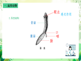 沪教版生物八下4.2.2《无脊椎动物（二） 扁形动物、线虫动物》课件