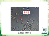 沪教版生物八下4.3.1《微生物（一）真菌》课件