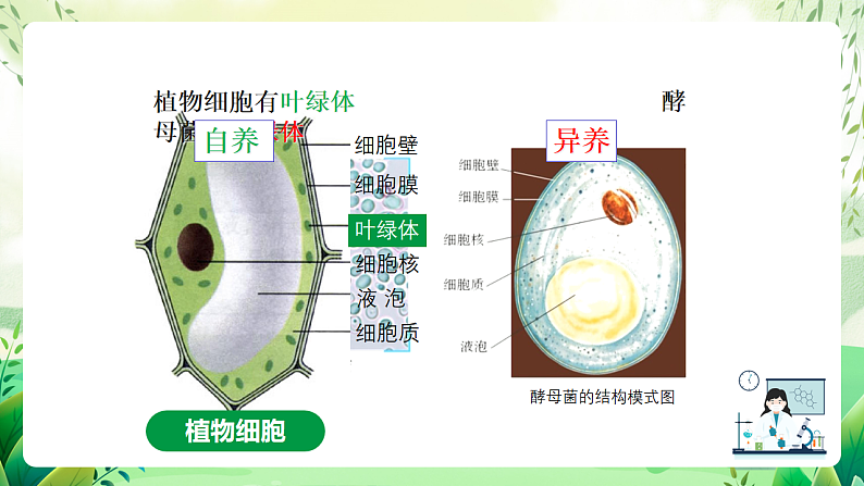 沪教版生物八下4.3.1《微生物（一）真菌》课件第6页
