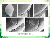 沪教版生物八下4.3.1《微生物（二）细菌》课件