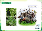 沪教版生物八下4.4《生物的分类》课件