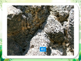 沪教版生物八下5.3《生态系统的稳定性》课件