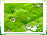 沪教版生物八下5.3《生态系统的稳定性》课件