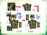沪教版生物八下5.2.1《生态系统的结构与功能》课件