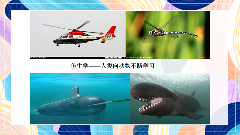 桂美版美术一下 《我和动物交朋友》课件第8页