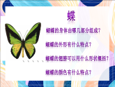 桂美版美术一下 11《缤纷彩蝶》课件