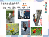 桂美版美术二下 第19课《爱护鸟类》课件