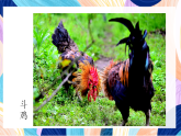 桂美版美术四下 第18课《斗鸡》课件