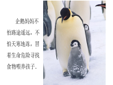 人音版小學(xué)音樂(lè)四年級(jí)下冊(cè) 第6課《搖籃曲（楊存德曲）》課件