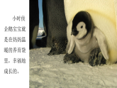 人音版小學(xué)音樂(lè)四年級(jí)下冊(cè) 第6課《搖籃曲（楊存德曲）》課件