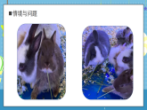 【核心素養(yǎng)】大象版小學(xué)科學(xué)一年級上冊     1.觀察兔子   課件ppt+ 教案