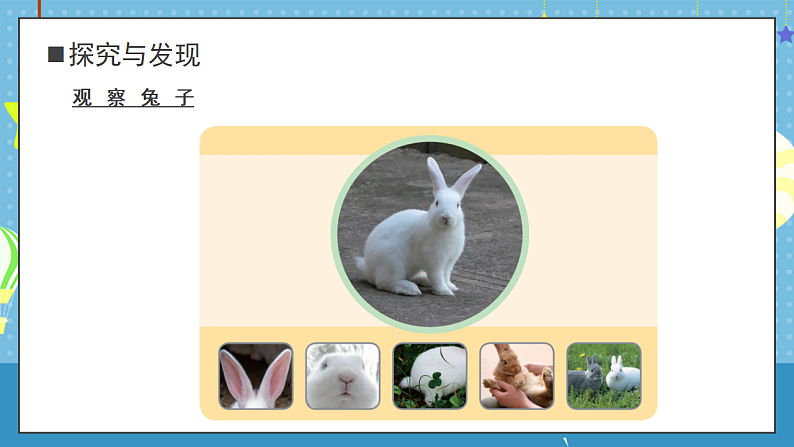 大象版小学科学一年级上册     1.观察兔子   课件第7页