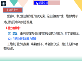 6.3 重力（同步课件）-2024-2025学年八年级物理下册同步课堂（鲁教版五四学制2024）