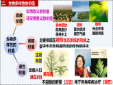 4.2 生物多样性及其保护-高二生物 同步教学课件（人教版2019选择性必修2）