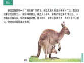 2024新教材湘教版 七年級下冊9.6《澳大利亞》教案+學(xué)案+課件