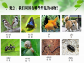 新教科版一年級科學(xué)下冊第二單元第1課《我們周圍的動物》課件