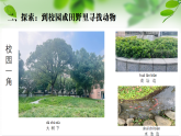 新教科版一年級科學(xué)下冊第二單元第1課《我們周圍的動物》課件