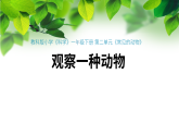 新教科版一年級(jí)科學(xué)下冊(cè)第二單元第2課《觀察一種動(dòng)物》課件