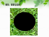 新教科版一年級(jí)科學(xué)下冊(cè)第二單元第2課《觀察一種動(dòng)物》課件