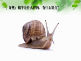 新教科版一年級(jí)科學(xué)下冊(cè)第二單元第2課《觀察一種動(dòng)物》課件