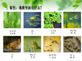 新教科版一年級科學(xué)下冊第二單元第4課《水中的動物》課件