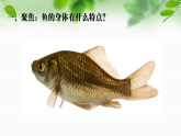 新教科版一年級科學(xué)下冊第二單元第4課《水中的動物》課件