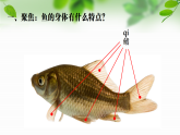 新教科版一年級科學(xué)下冊第二單元第4課《水中的動物》課件