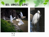 新教科版一年級(jí)科學(xué)下冊(cè)第二單元第5課《它們吃什么》課件
