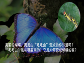 人教版初中生物八下 第一章生物的生殖和發(fā)育  1.2《昆蟲的生殖和發(fā)育》課件