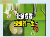 人教版初中生物八下 第一章生物的生殖和發(fā)育  1.2《昆蟲的生殖和發(fā)育》課件