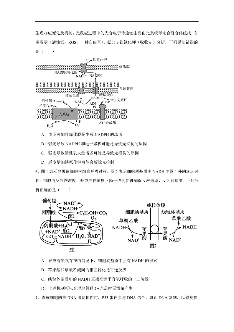 2025年重庆市高三上学期第一次联合诊断检测生物试卷第3页
