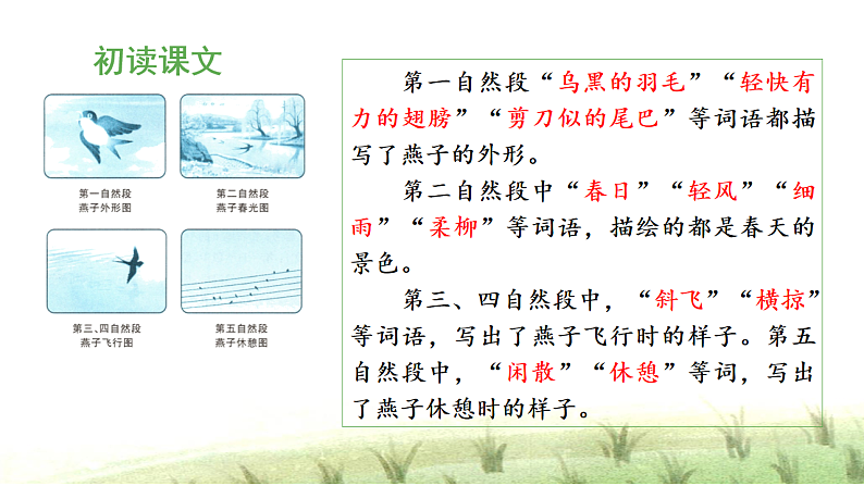 统编版小学语文三年级下册第一单元 2《燕子》 课件（第一课时）第8页