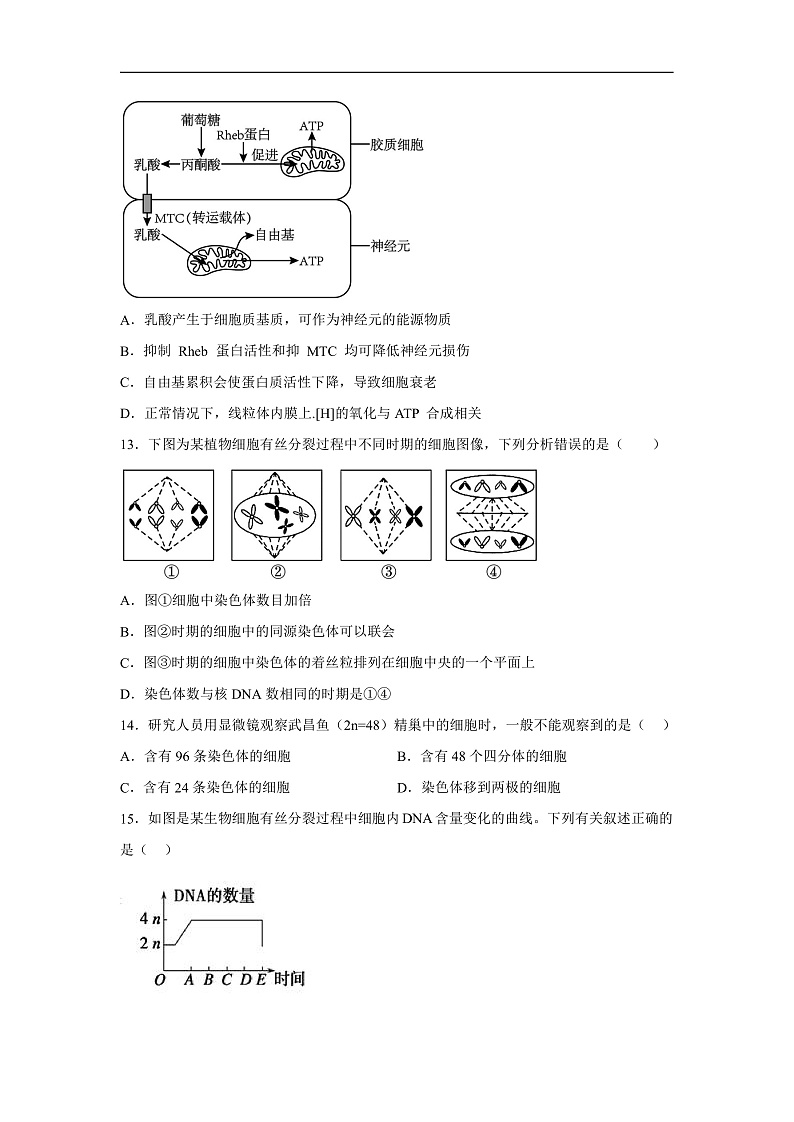 高中生物一轮复习第四单元细胞的生命历程单元检测（B卷）含解析答案第3页