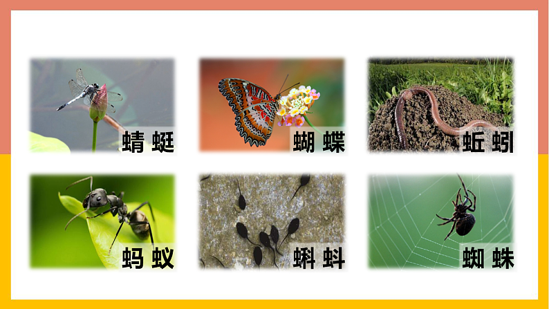 人教版（2024）一年级语文下册识字5动物儿歌课件第2页