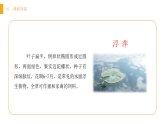 人教版（2024）一年級(jí)語(yǔ)文下冊(cè)10 古詩(shī)二首--小池課件ppt