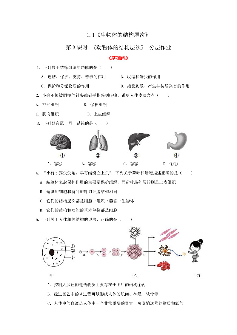 1.1《生物体的结构层次》第3课时 分层作业--原卷版 七下新浙教版（2024）初中科学 第一章生命的结构与生殖第1页