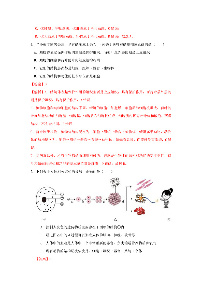 1.1《生物体的结构层次》第3课时 分层作业--解析版 七下新浙教版（2024）初中科学 第一章生命的结构与生殖第2页