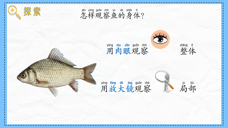 教科版科学一年级下册2.4《水中的动物》课件第3页