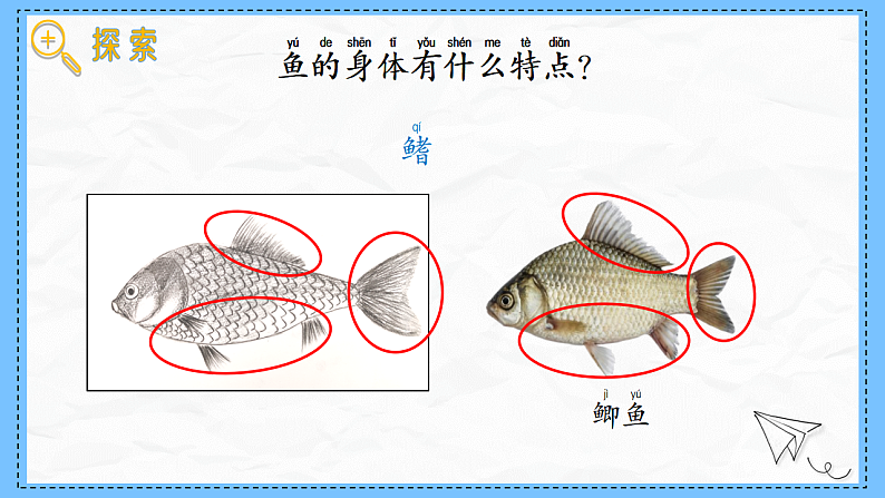 教科版科学一年级下册2.4《水中的动物》课件第7页