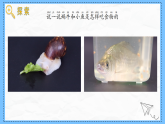 教科版科學(xué)一年級(jí)下冊(cè)2.5《它們吃什么》課件