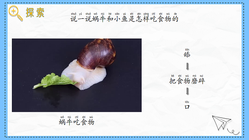 教科版科学一年级下册2.5《它们吃什么》课件第5页