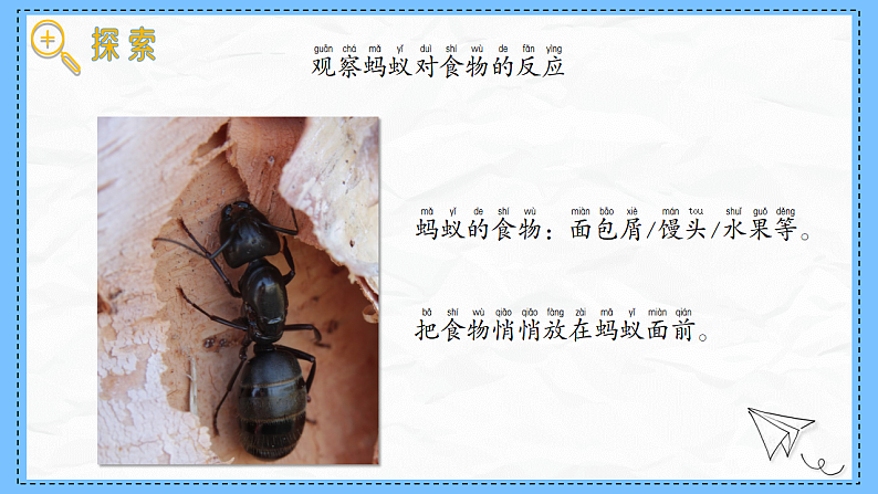 教科版科学一年级下册2.5《它们吃什么》课件第7页