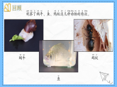 教科版科学一年级下册2.6《动物联欢会》课件