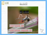 教科版科学一年级下册2.6《动物联欢会》课件
